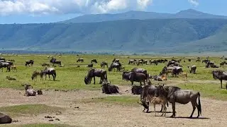 Day 5: to  the Ngorongoro Crater nature reserve