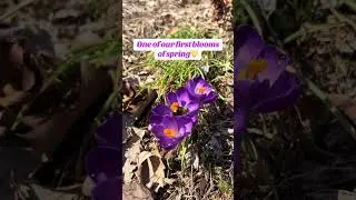 One of our First Blooms of Spring!🪷#shorts #landscaping #garden