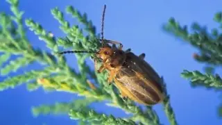 Salt cedar beetles continue to enter NM