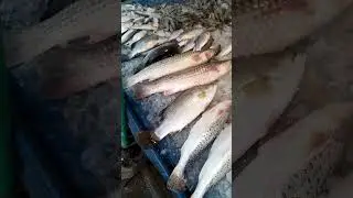 maradia masar bazar bonosri rampura Dhaka #Bangladesh #2024 #viral #fish #shorts