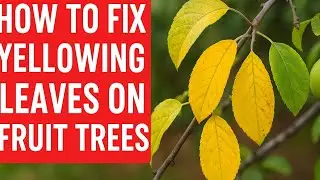 How to fix yellowing leaves on fruit trees (citrus, apple, pear)