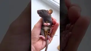 Little Pet Rat Duke 🐭🖤 #babyrats #ratmomlena
