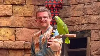 Animal Kingdom: Feathered Friends in Flight