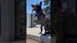 Great Boundaries to Establish for Your Dog