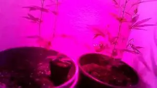 NYC Diesel Veg Room with Hydro Grow LED Penetrator 126w Day 1