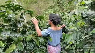 OLA FARMS VLOG | The best Coffee Farm in Sagada | Vlog 5