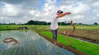 keahlian mang ja'i dalam mancing belut@saegiri6144
