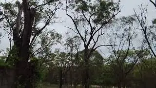 Good evening from the ancient forest 