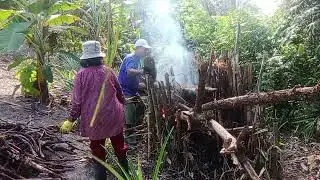 NGIDUP KA API BA POKOK BULUH BA TEPI KEBUN.