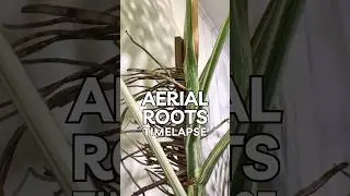 Monstera Albo Aerial Roots Timelapse