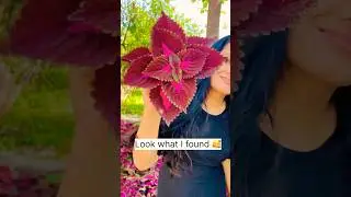 Free ke poudhe || How to get free coleus plants #shorts #ytshorts #coleus #plants #gardening
