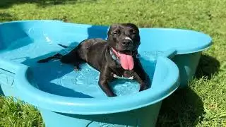 Keeping pets safe in the extreme heat