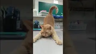 о нормально 🤣 мем из тик тока 