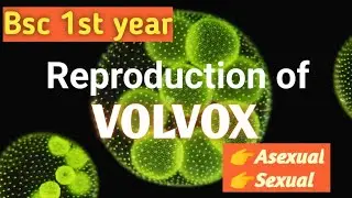 Reproduction in Volvox | bsc 1st year| #bsc #botany