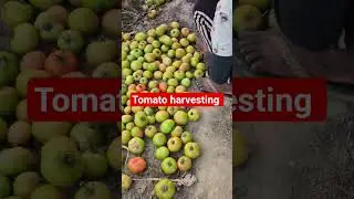 tomato #harvesting #shorts #video