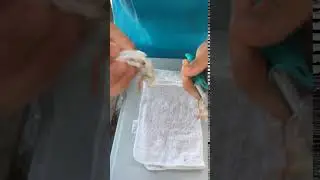 Toadfish | Frogmore Shrimp Cleaner | Demo