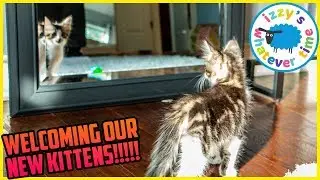 Izzy's Toy Time Acclimates Our New Kittens!