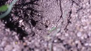 Antlion Digging The Pit Trap (Myrmeleon formicarius)