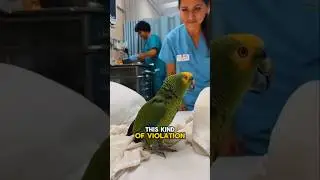 🦜Parrot Mocking Doctors & Nurses in Hospital 😂#shorts #funnyvideo #talkingparrot #comedy #ai