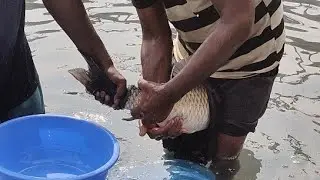 Grasscarp fish laying egg live video / Fish breeding in tank / fish stripping #fishinfo