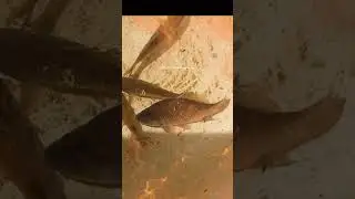 mazilhum jilkron parelty ujhad fybed zurab