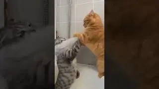 Two cats want to work together 🤣 #shorts #cat #animals