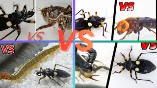 Deadly Assassin Bugs vs Venomous Insects &ndash; Ultimate Battle Compilation #insects #naturefight