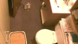 Gadget and Da Bird - Highlander kitten