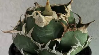 20250825 アガベ・チタノタ白鯨（厳選コンパクト）-037｜agave titanota white whale