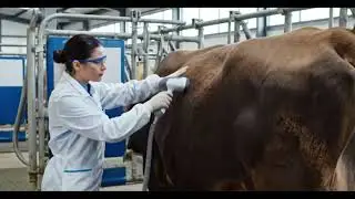 Inside the Cow-Leather Factory [ How Premium Luxury Goods Are Made from Cow Skin ] Full Process