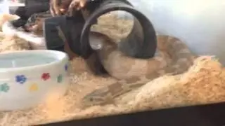 Ghost cornsnake