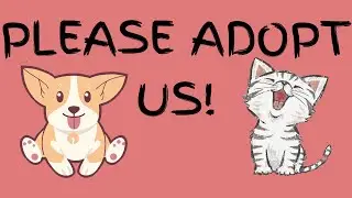ADOPT AN ANIMAL #pasadenahumane #petadoption #dogsandcats #adoptapuppy #kittyadoption#animalshelter