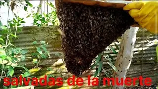 En vez de matarlas, las salvamos 🐝❤️ Rescate de abejas en Cravo Norte