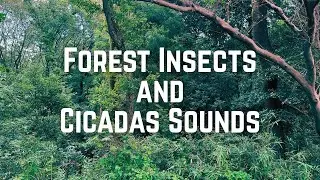 Forest Insects and Cicadas Sounds (8 min) | Recorded in September