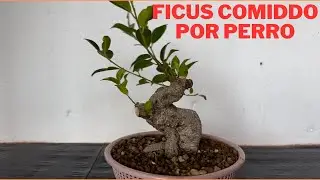 🔴😡 MI BONSAI DE FICUS SE LO COME MI PERRA 😡🔴