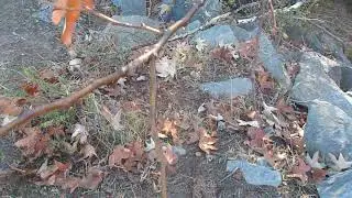 12/19/21: San Clemente Canyon- Marian Bear Park- San Diego