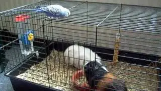 Tico verbaasd op caviakooi