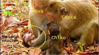 Break Heart!Million Sad Poor Baby Nelson Cry Sound Loudly&Hurt!Why Cesca Hurt Nelson Without Reason