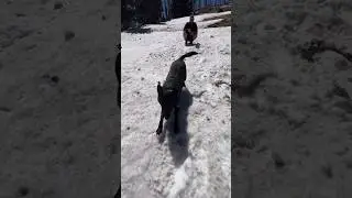 It was our dogs first time seeing snow! #shorts #dog