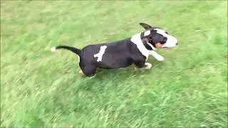 Miniature Bull Terrier Bully flitzt durch die Gegend