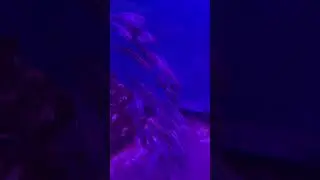 Squirrel Fish #fish #aquarium #shorts