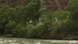 Mendoceando caba&ntilde;a Atuel 2020