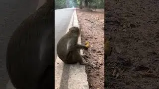 Funny happy monkey's are playing  #Monkeys