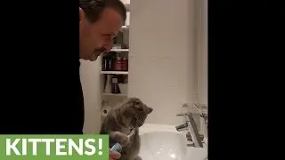 Hygienic cat uses electric toothbrush every morning