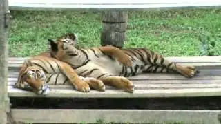 TIGERS SLEEP ON MAN-MADE BED & DO A 69
