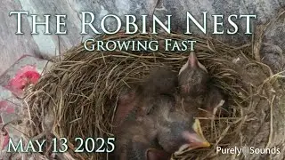 Watch the Robin Family Live  &ndash;Growing Fast (May 13, 2025)