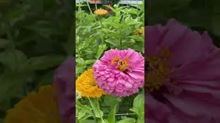 Beautiful Flowers | Terhune Orchards | Princeton, New Jersey | USA | #Shorts | Cool Places