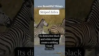 Rare Striped Zebra Captured on Film #shorts #shortsvideos #100ofthings