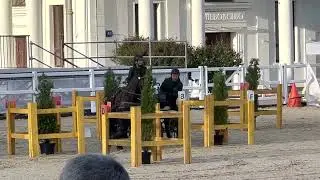 Соревнования по драйвингу, арабо-фриз Дарк Дик (жду шквал интеллигентных комментов о кличке лошади)