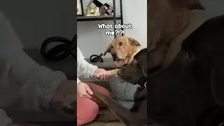 Kiss Your Dog On The Head And Record His Reaction (Cutest Thing EVER!)